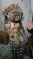 Toy Size Tiny Tina, a female Aussiedoodle and Poodle - Miniature  for sale in Janesville, WI – Photo 2 of 2