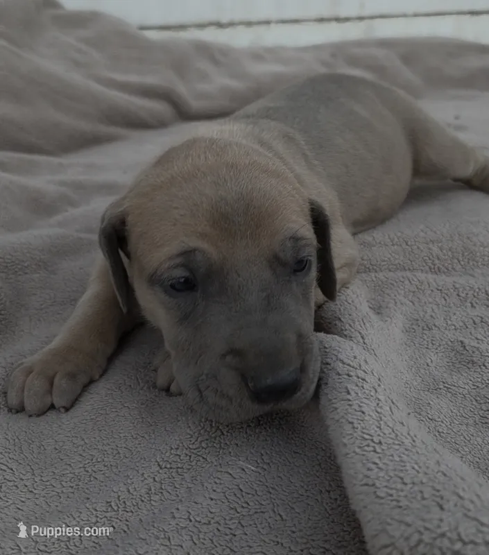 Blue Fawn Female – Great Dane puppy for sale in Janesville, WI