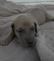 Blue Fawn Female, a female Great Dane for sale in Janesville, WI – 1 of 3