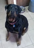 Reba, a female Rottweiler for sale in Shawano, WI – Photo 4 of 4