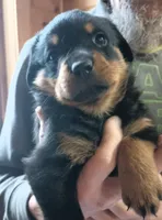 Reba, a female Rottweiler for sale in Shawano, WI – Photo 1 of 4