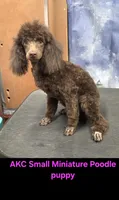 Dark Chocolate Willow, a female Poodle - Miniature  for sale in Janesville, WI – 4 of 6