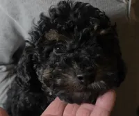 Toy Size Adorable Theo, a male Aussiedoodle and Poodle - Miniature  for sale in Janesville, WI – Photo 2 of 2