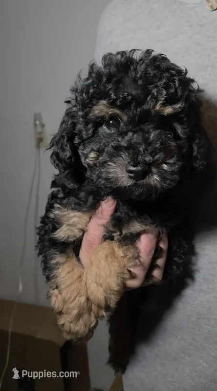 Toy Size Adorable Theo – Aussiedoodle, Poodle - Miniature  puppy for sale in Janesville, WI