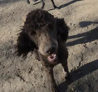 AKC Promise, a female Poodle - Standard  for sale in Janesville, WI – 6 of 8