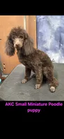 AKC Willow Dark Chocolate, a female Poodle - Miniature  for sale in Glendive, MT – 5 of 7