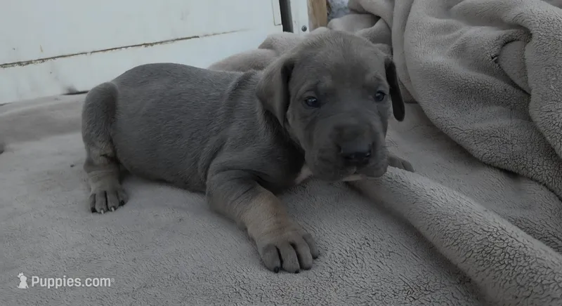 Rare Blue Tan Point – Great Dane puppy for sale in Janesville, WI