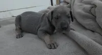 Rare Blue Tan Point, a female Great Dane for sale in Janesville, WI – 1 of 3