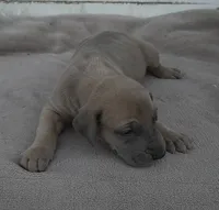 Blue Fawn Female, a female Great Dane for sale in Janesville, WI – 2 of 3