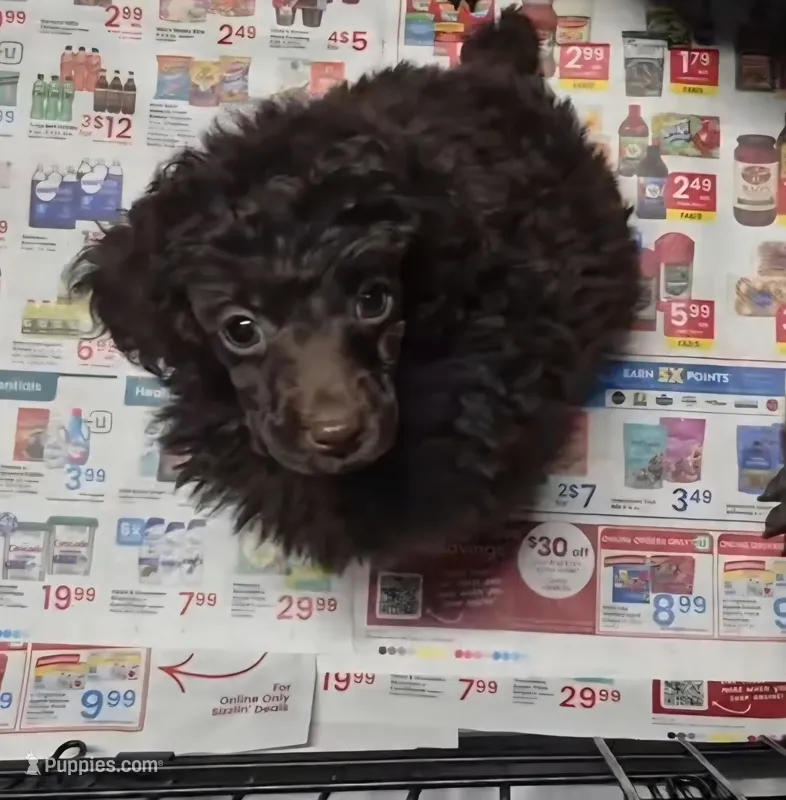 AKC Willow Dark Chocolate – Poodle - Miniature  puppy for sale in Glendive, MT