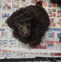 AKC Willow Dark Chocolate, a female Poodle - Miniature  for sale in Glendive, MT – 1 of 7