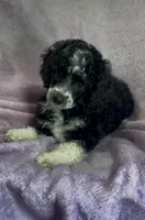Mysti ~ Cryptic Merle 🩷, a female Poodle - Miniature  for sale in Janesville, WI – 4 of 4