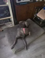 Gorgeous Rare Blue Brindle ~ Ash, a male Great Dane for sale in Janesville, WI – 4 of 4