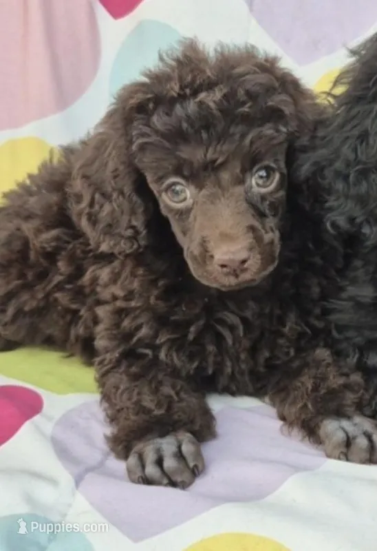 AKC Amara, a female Poodle - Miniature  for sale in Janesville, WI – Photo 1 of 3