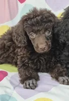 AKC Amara, a female Poodle - Miniature  for sale in Janesville, WI – Photo 1 of 3