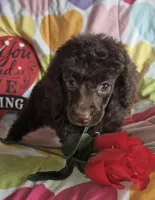 AKC Amara, a female Poodle - Miniature  for sale in Janesville, WI – Photo 2 of 3