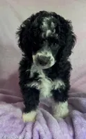 Mysti ~ Cryptic Merle 🩷, a female Poodle - Miniature  for sale in Janesville, WI – 3 of 4