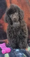 Full AKC Rare Dark Chocolate, a female Poodle - Miniature  for sale in Janesville, WI – 2 of 6