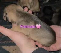 Lilly, a female Chihuahua and Miniature Pinscher for sale in Glendive, MT – Photo 2 of 2