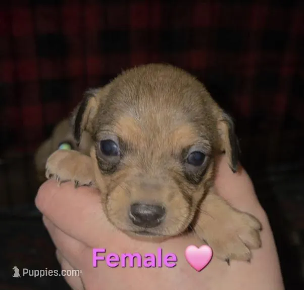 Lilly – Chihuahua, Miniature Pinscher puppy for sale in Glendive, MT