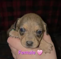 Lilly, a female Chihuahua and Miniature Pinscher for sale in Glendive, MT – Photo 1 of 2