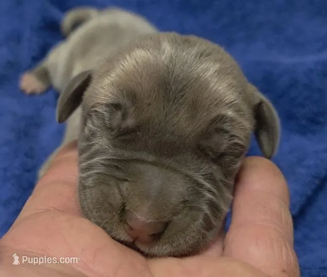 Euro Blue Fawn – Great Dane puppy for sale in Glendive, MT
