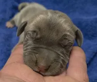 Euro Blue Fawn, a male Great Dane for sale in Glendive, MT – Photo 1 of 2