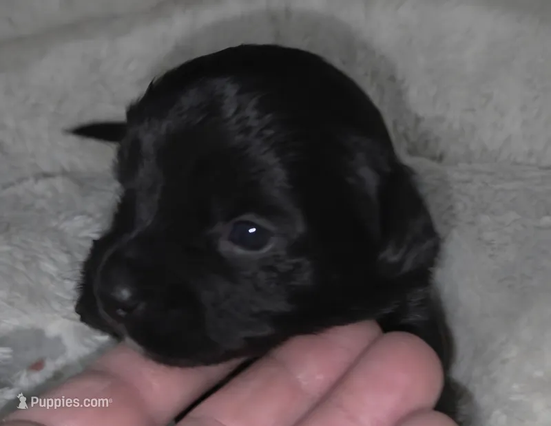 Tiny Toy Size Solid Black – Chiweenie puppy for sale in Glendive, MT