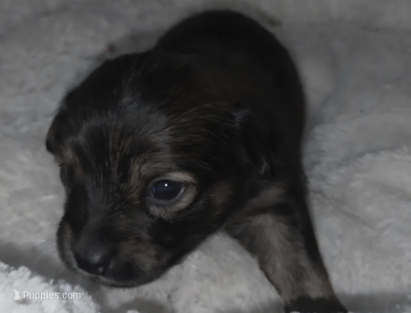 Tiny Toy size Chocolate Sable – Chiweenie puppy for sale in Glendive, MT