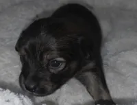 Tiny Toy size Chocolate Sable, a male Chiweenie for sale in Glendive, MT – 1 of 1