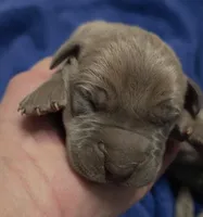 Euro Blue Fawn Female, a female Great Dane for sale in Glendive, MT – 1 of 1