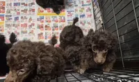 AKC Willow Dark Chocolate, a female Poodle - Miniature  for sale in Glendive, MT – 3 of 7