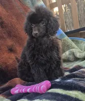 AKC Dark Chocolate Willow, a female Poodle - Miniature  for sale in Glendive, MT – Photo 3 of 6