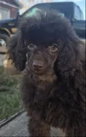 AKC Dark Chocolate Willow, a female Poodle - Miniature  for sale in Glendive, MT – Photo 2 of 6