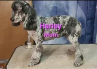 AKC Dark Chocolate Willow, a female Poodle - Miniature  for sale in Glendive, MT – Photo 5 of 6