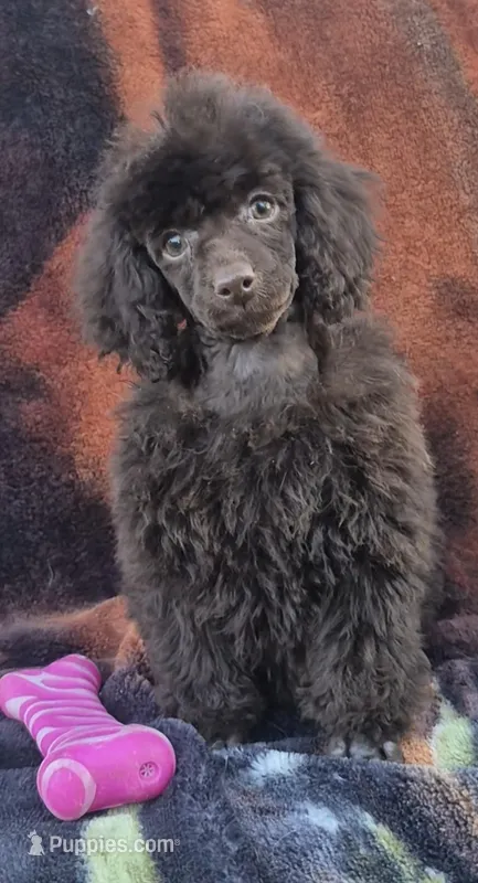 AKC Dark Chocolate Willow – Poodle - Miniature  puppy for sale in Glendive, MT