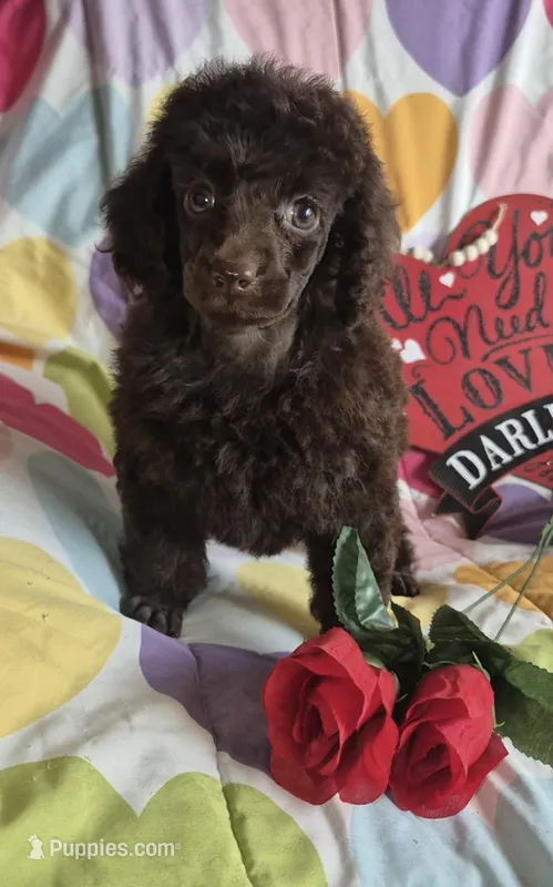 AKC Rare Chocolate Amara