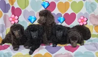 AKC Rare Chocolate Amara, a female Poodle - Miniature  for sale in Janesville, WI – Photo 2 of 4
