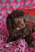 AKC Rare Chocolate Amara, a female Poodle - Miniature  for sale in Janesville, WI – Photo 3 of 4