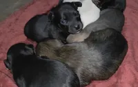 Tiny Toy Size Solid Black, a male Chiweenie for sale in Glendive, MT – 3 of 3