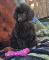 Full AKC Rare Dark Chocolate, a female Poodle - Miniature  for sale in Janesville, WI – 3 of 6