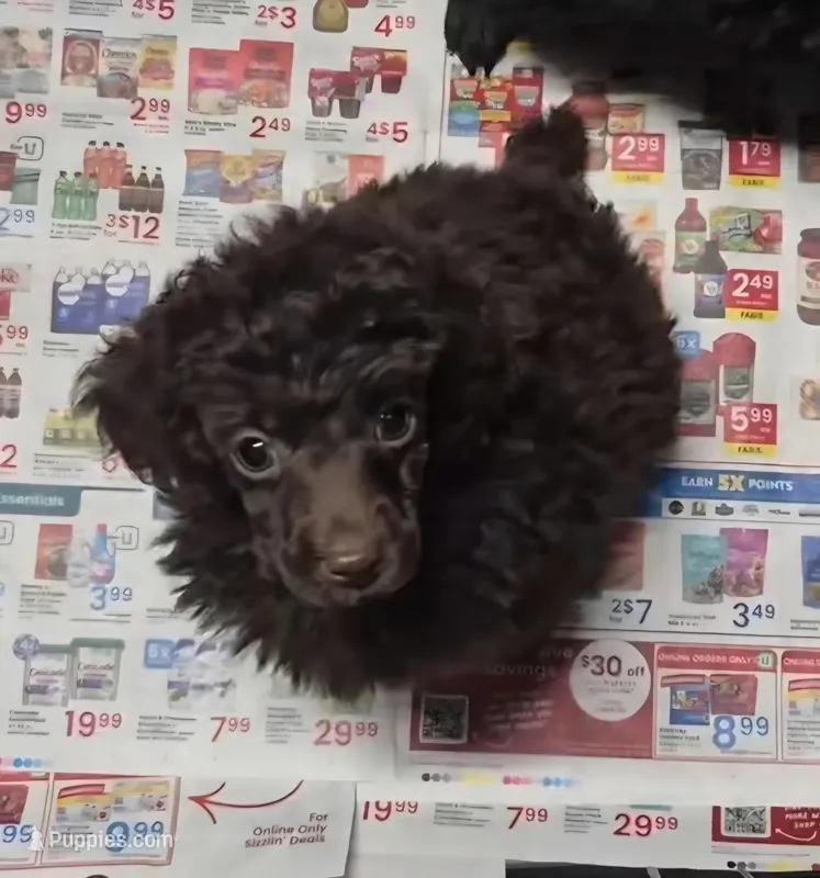 Dark Chocolate Willow – Poodle - Miniature  puppy for sale in Janesville, WI