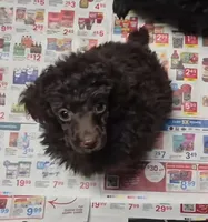 Dark Chocolate Willow, a female Poodle - Miniature  for sale in Janesville, WI – 1 of 6