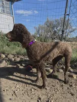 AKC Promise, a female Poodle - Standard  for sale in Janesville, WI – 8 of 8