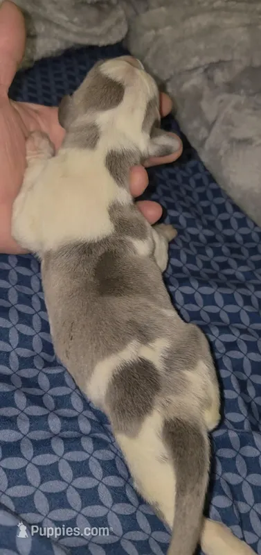 [ON HOLD] Rare Euro Blue-Quin – Great Dane puppy on hold in Glendive, MT