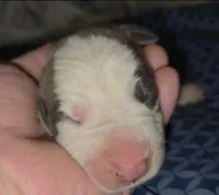 [ON HOLD] Rare Euro Blue-Quin, a male Great Dane for sale in Glendive, MT – Photo 2 of 4