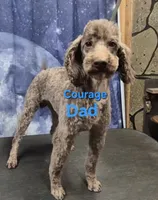 Full AKC Rare Dark Chocolate, a female Poodle - Miniature  for sale in Janesville, WI – 6 of 6