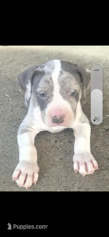 No name, a male American Bully for sale in Paducah, KY – Photo 1 of 5