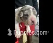 No name – American Bully puppy for sale in Paducah, KY