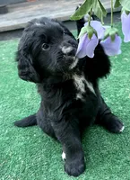 Lavender Girl , a female Golden Mountain Dog for sale in Drain, OR – 2 of 3